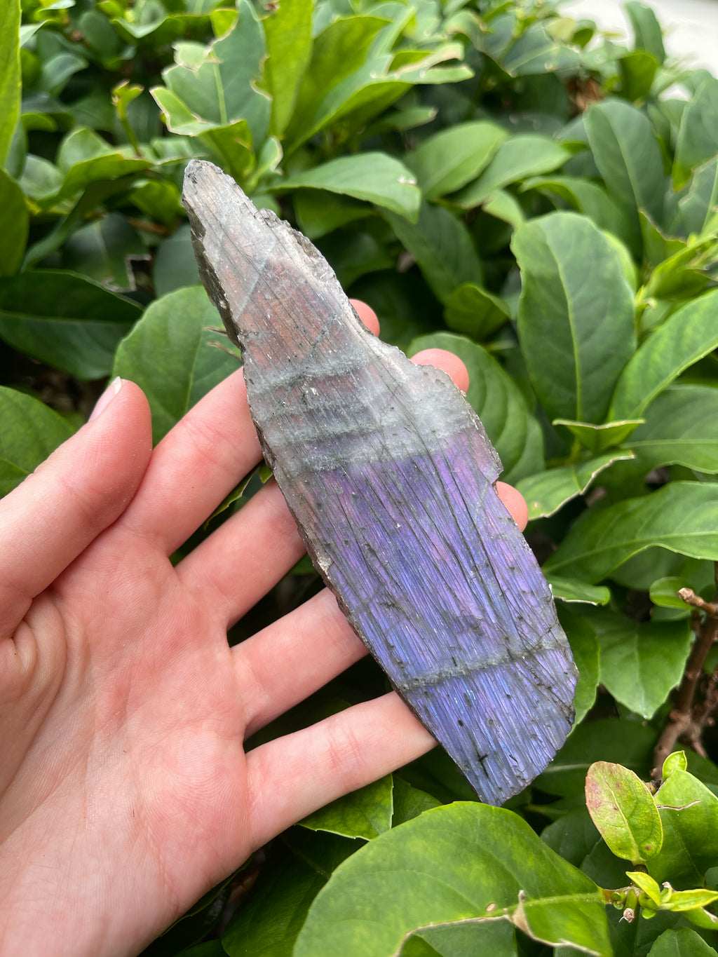 Labradorite High Flash Freeform